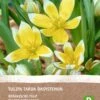 Intratuin Biologische Bloembollen Tulp (Tulipa 'Tarda Sasystemon') 10 Stuks