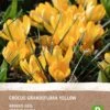 Intratuin Biologische Bloembollen Krokus (Crocus 'Grandiflora Yellow') 10 Stuks