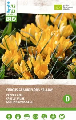 Intratuin Biologische Bloembollen Krokus (Crocus 'Grandiflora Yellow') 10 Stuks