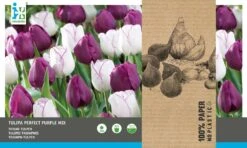 Intratuin Bloembollen Tulp (Tulipa 'Perfect Part') 25 Stuks