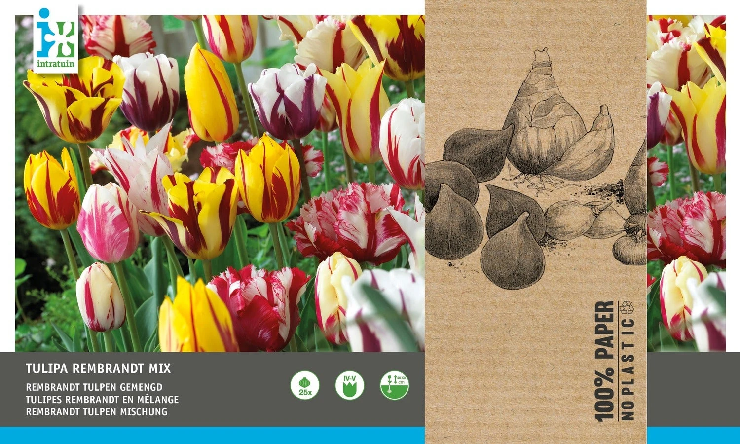 Intratuin Bloembollen Tulp (Tulipa 'Rembrandt') Gemengd 25 Stuks 2 Intratuin Bloembollen Tulp (Tulipa 'Rembrandt') Gemengd 25 Stuks - Afbeelding 2