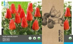 Intratuin Bloembollen Tulp (Tulipa 'Oriental Beauty') 25 Stuks
