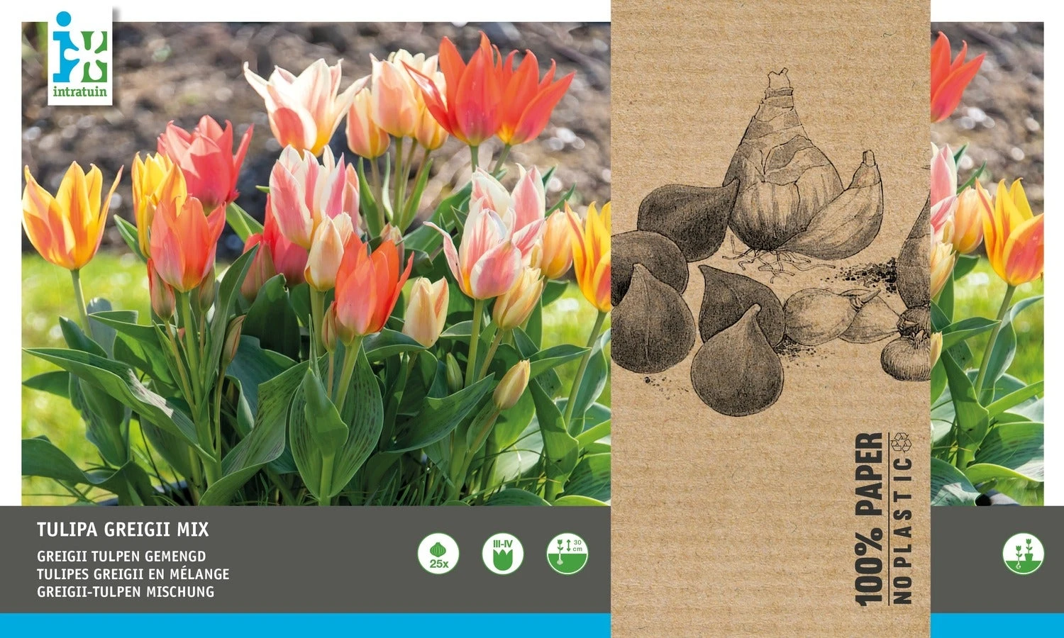 Intratuin Bloembollen Tulp (Tulipa 'Greiggi') Rood, Roze, Wit 25 Stuks 1 Intratuin Bloembollen Tulp (Tulipa 'Greiggi') Rood, Roze, Wit 25 Stuks