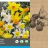 Intratuin Bloembollen Botanische Narcis (Narcissus) Wit, Geel 35 Stuks