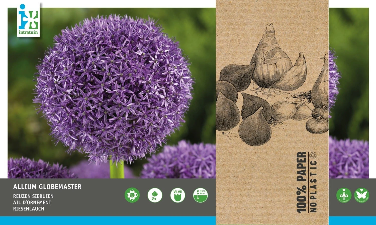 Intratuin Bloembollen Sierui (Allium 'Globemaster') 2 Stuks 2 Intratuin Bloembollen Sierui (Allium 'Globemaster') 2 Stuks - Afbeelding 2