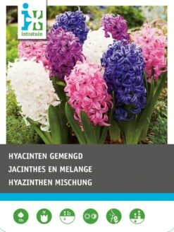 Intratuin Bloembollen Hyacint (Hyacinthus 'Delight') Gemengd 15 Stuks