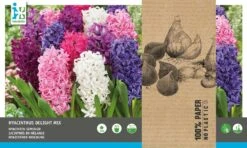 Intratuin Bloembollen Hyacint (Hyacinthus 'Delight') Gemengd 15 Stuks -Mooi Moestuin 8717263342786 2