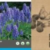 Intratuin Bloembollen Blauw Druifje (Muscari Armeniacum) 75 Stuks
