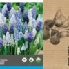 Intratuin Bloembollen Blauw Druifje (Muscari) Blauw, Wit 40 Stuks