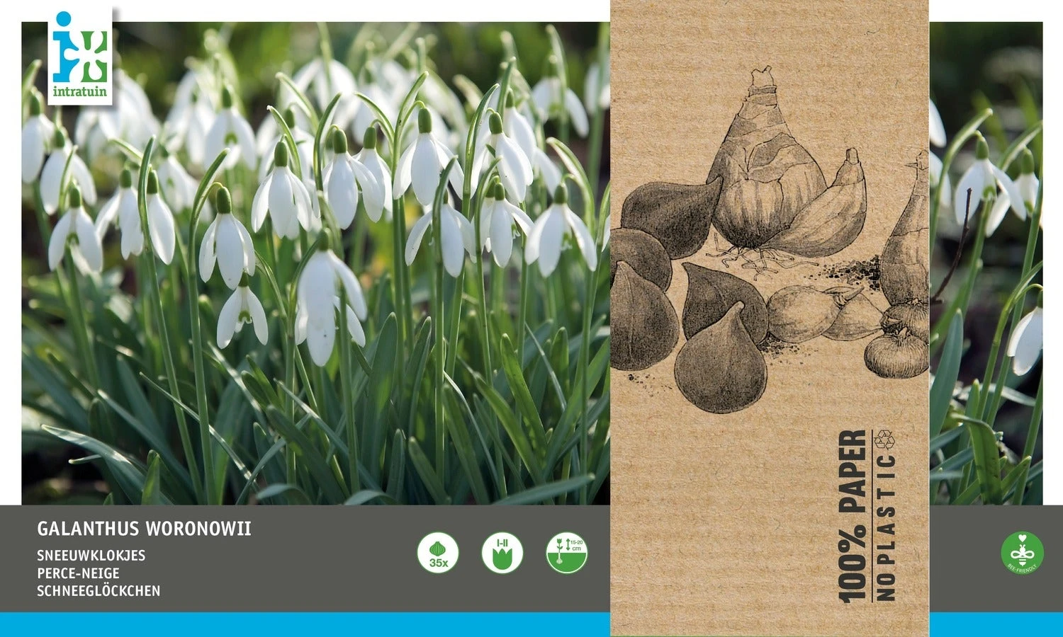 Intratuin Bloembollen Glanzend Sneeuwklokje (Galanthus Woronowii) 35 Stuks 2 Intratuin Bloembollen Glanzend Sneeuwklokje (Galanthus Woronowii) 35 Stuks - Afbeelding 2