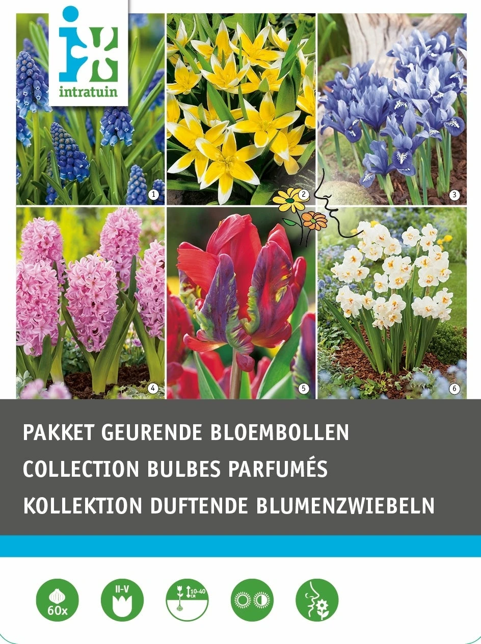 Intratuin Bloembollen (pakket Voor Geurende Bloem) Gemengd 60 Stuks 2 Intratuin Bloembollen (pakket Voor Geurende Bloem) Gemengd 60 Stuks - Afbeelding 2