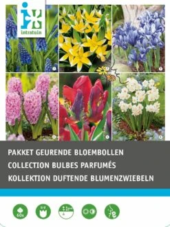 Intratuin Bloembollen (pakket Voor Geurende Bloem) Gemengd 60 Stuks