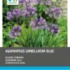 Intratuin Afrikaanse Lelie Knol (Agapanthus Umbelatum) Blauw 3 Stuks