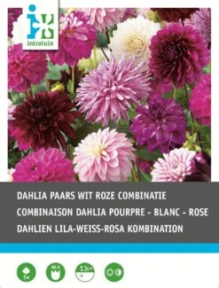 Intratuin Dahlia Knol (Dahlia) Paars Wit Violet Gemengd 5 Stuks