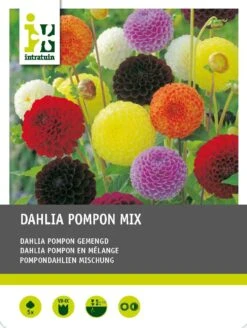 Intratuin Dahlia Knol (Dahlia Pompon) Gemengd 5 Stuks