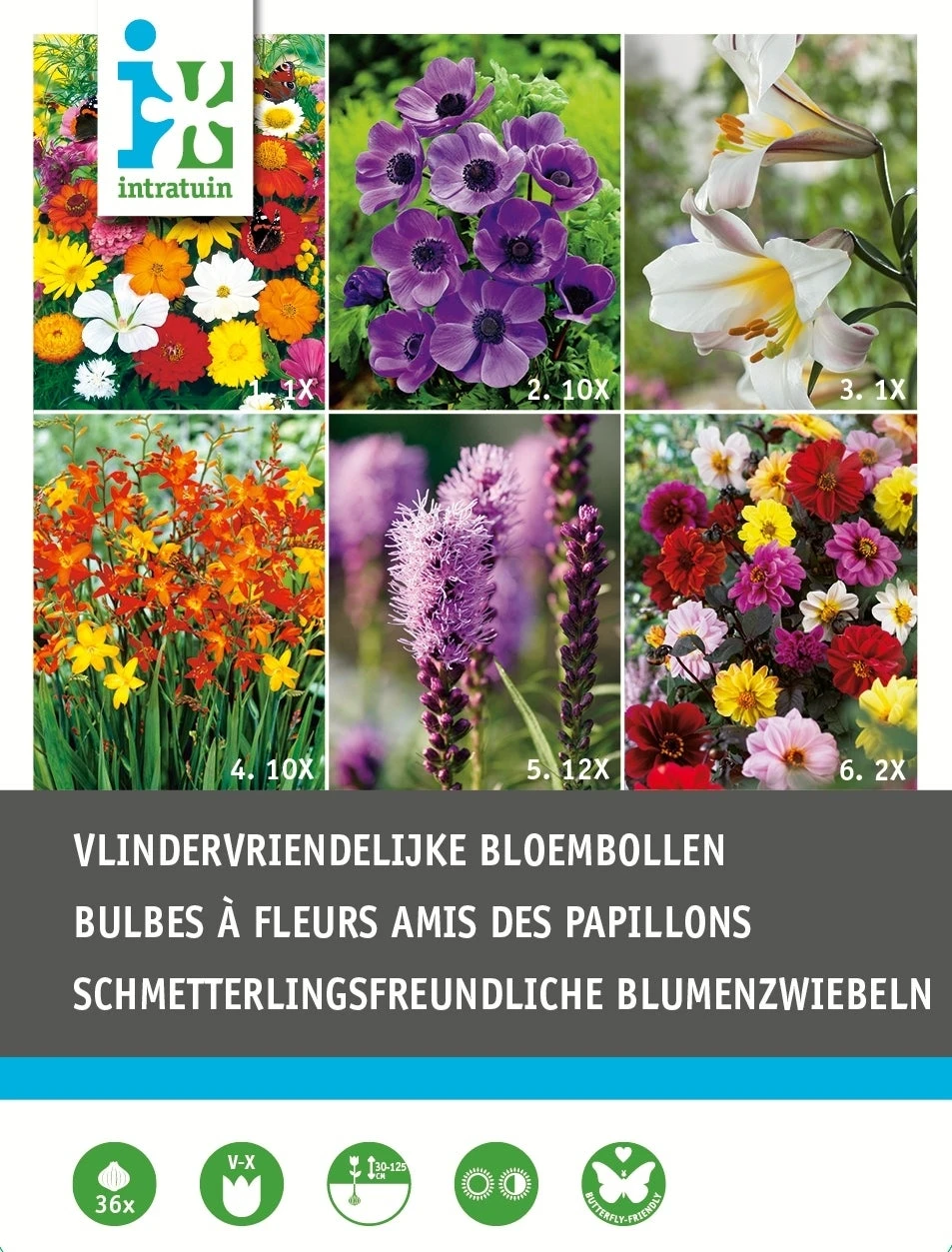 Intratuin Bloembollen Vlinder Vriendelijk 36 Stuks 1 Intratuin Bloembollen Vlinder Vriendelijk 36 Stuks