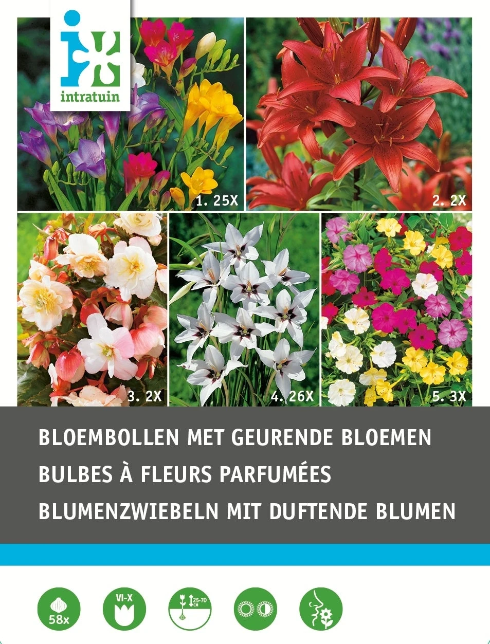 Intratuin Bloembollen Geurend 58 Stuks 1 Intratuin Bloembollen Geurend 58 Stuks