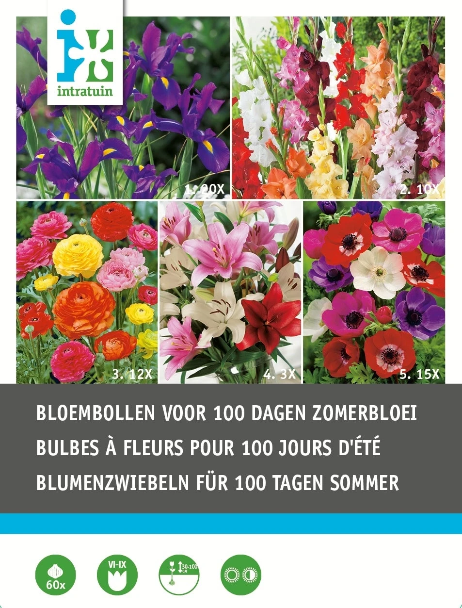 Intratuin Bloembollen 100 Dagen Zomerbloei 60 Stuks 1 Intratuin Bloembollen 100 Dagen Zomerbloei 60 Stuks