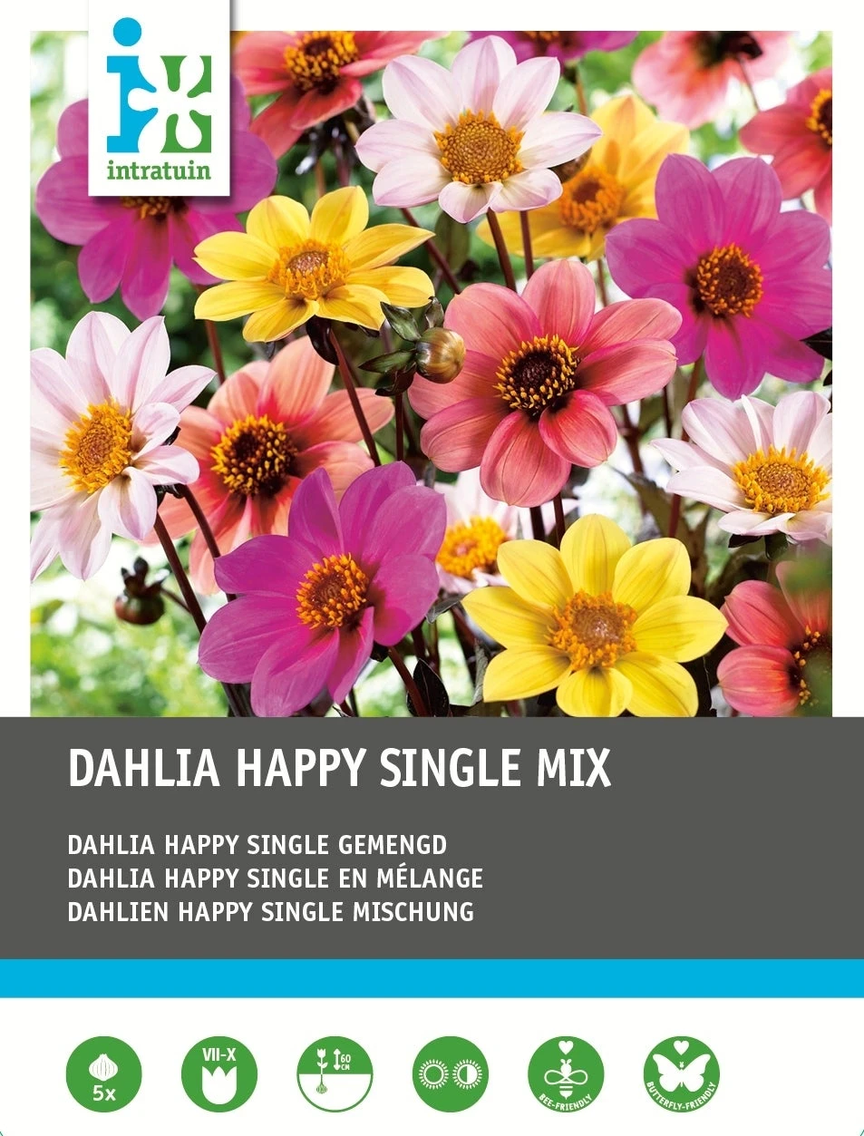Intratuin Dahlia Knol (Dahlia 'Happy Single') Mix 5 Stuks 1 Intratuin Dahlia Knol (Dahlia 'Happy Single') Mix 5 Stuks