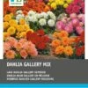 Intratuin Dahlia Knol (Dahlia 'Gallery') Laag Mix 5 Stuks
