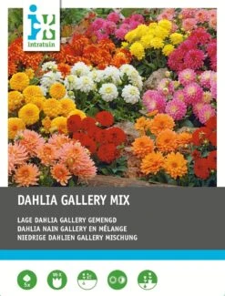Intratuin Dahlia Knol (Dahlia 'Gallery') Laag Mix 5 Stuks