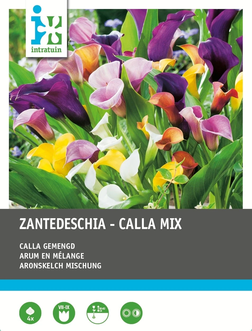 Intratuin Calla Knol (Zantedeschia) Mix 4 Stuks 1 Intratuin Calla Knol (Zantedeschia) Mix 4 Stuks