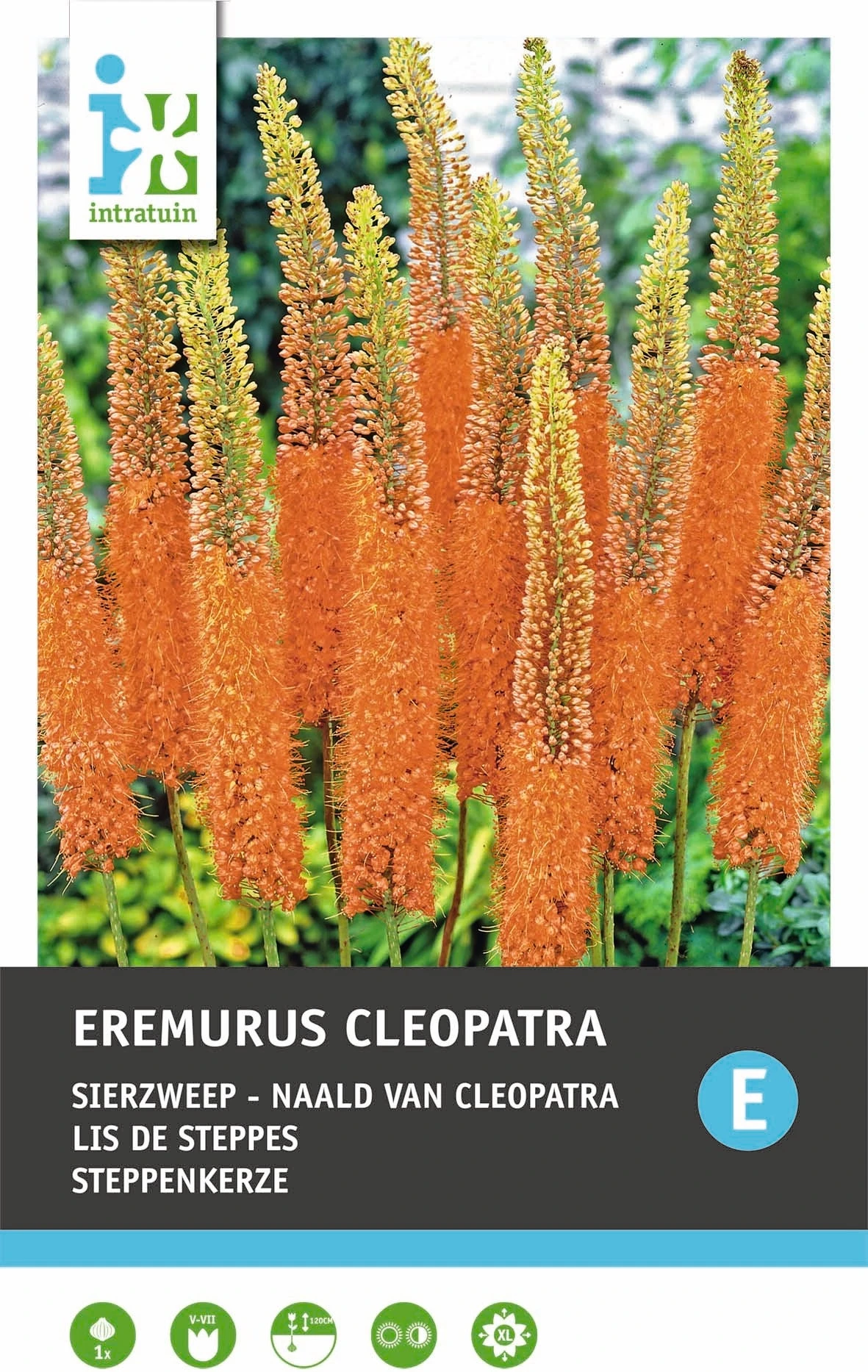 Intratuin Bloembol Naald Van Cleopatra (Eremurus 'Cleopatra') 1 Intratuin Bloembol Naald Van Cleopatra (Eremurus 'Cleopatra')
