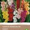 Intratuin Biologische Bloembollen Gladiool (Gladiolen Grandiflora) Gemengd 8 Stuks