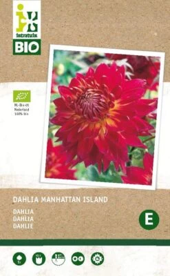 Intratuin Biologische Dahlia Knol (Dahlia 'Manhattan Island')
