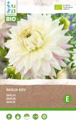 Intratuin Biologische Dahlia Knol (Dahlia 'Kiev')