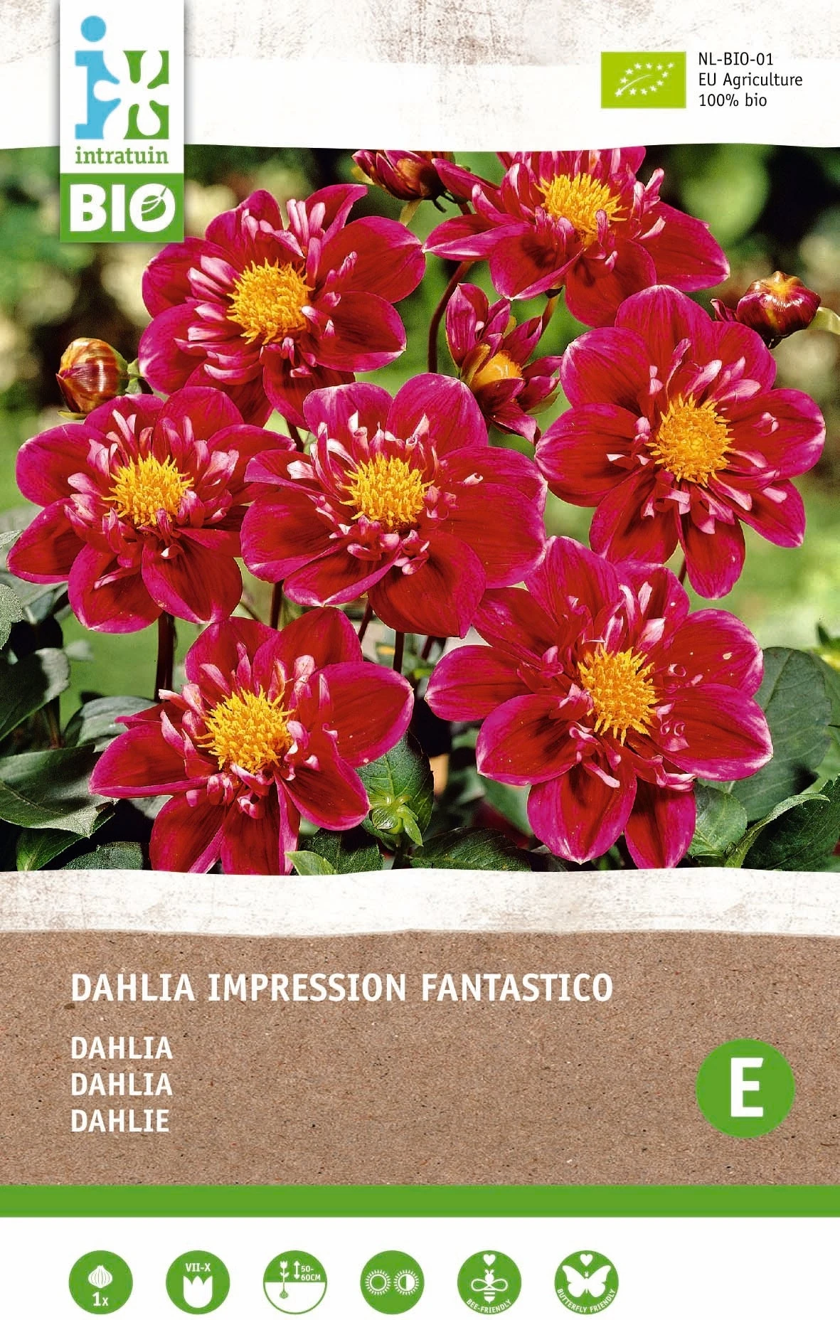 Intratuin Biologische Dahlia Knol (Dahlia Impression 'Fantastico') 1 Intratuin Biologische Dahlia Knol (Dahlia Impression 'Fantastico')