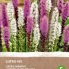 Intratuin Biologische Vaste Plant Lampenpoetser (Liatris Spicata) Gemengd Blauw 6 Stuks