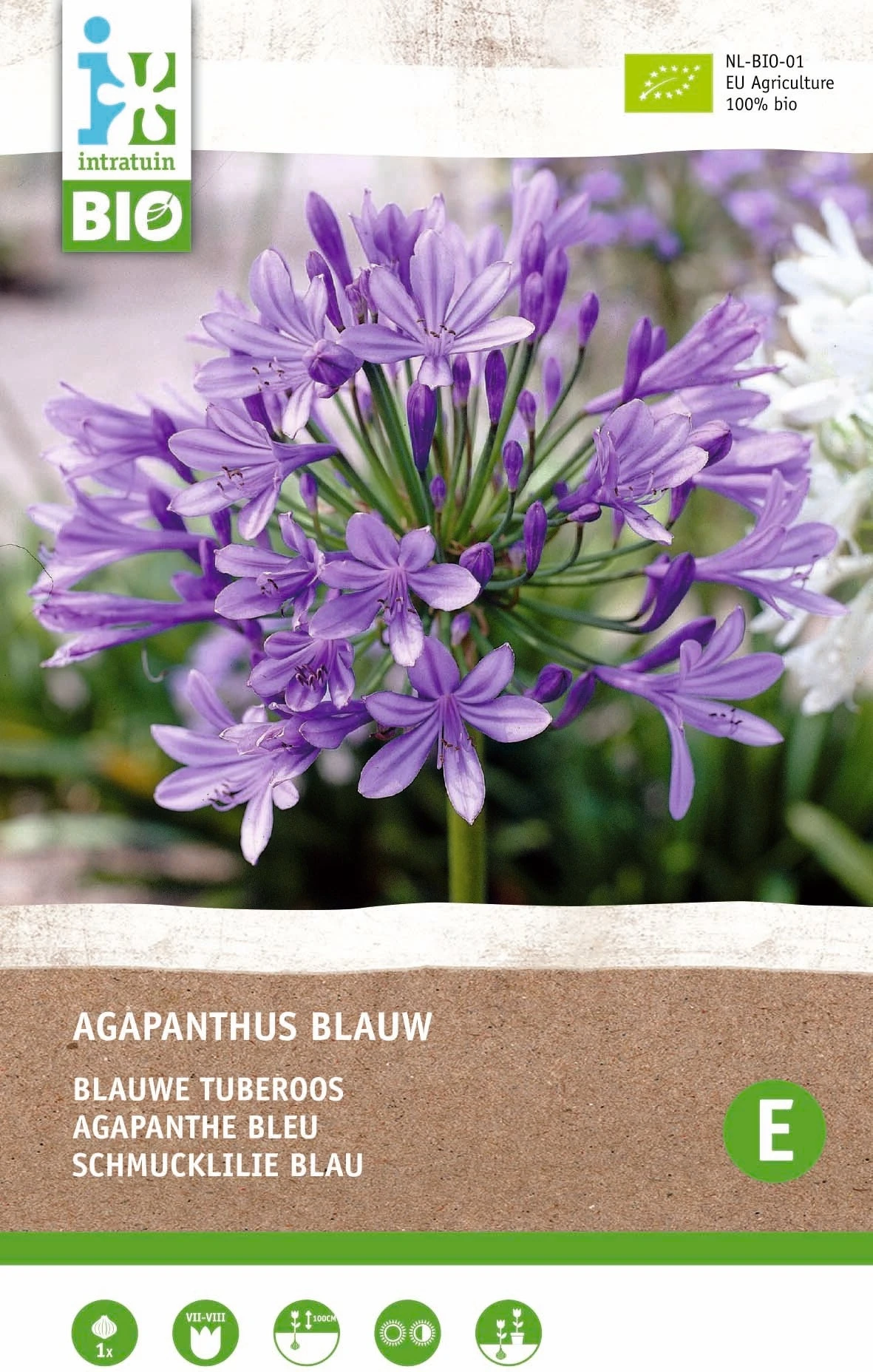 Intratuin Biologische Afrikaanse Lelie Knol (Agapanthus) Blauw 1 Intratuin Biologische Afrikaanse Lelie Knol (Agapanthus) Blauw