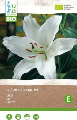 Intratuin Biologische Bloembollen Lelie (Lilium Oriental) Wit