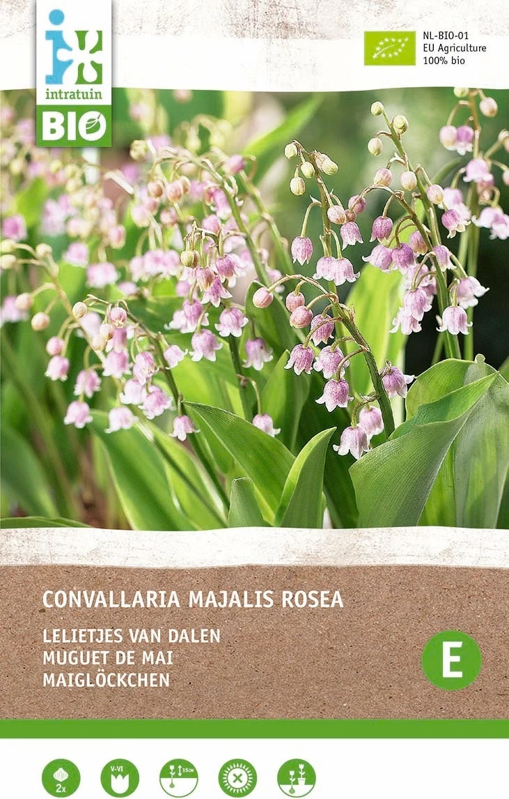 Intratuin Biologische Lelietje-van-Dalen Knol (Convallaria Majalis 'Rosea') 2 Stuks 1 Intratuin Biologische Lelietje-van-Dalen Knol (Convallaria Majalis 'Rosea') 2 Stuks
