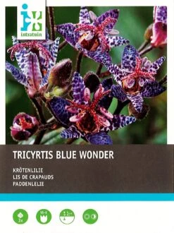 Intratuin Vaste Plant Paddenlelie (Tricyrtis 'Blue Wonder') 3 Stuks
