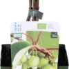 Biologische Kiwi Bes (Actinidia Arguta 'Issai') D 13 H 40 Cm