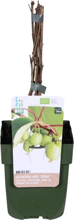 Biologische Kiwi Bes (Actinidia Arguta 'Issai') D 13 H 40 Cm