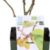 Biologische Zelfbestuivende Kiwi (Actinidia Deliciosa 'Jenny') D 13 H 40 Cm