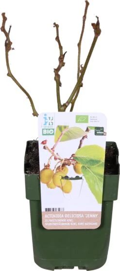 Biologische Zelfbestuivende Kiwi (Actinidia Deliciosa 'Jenny') D 13 H 40 Cm