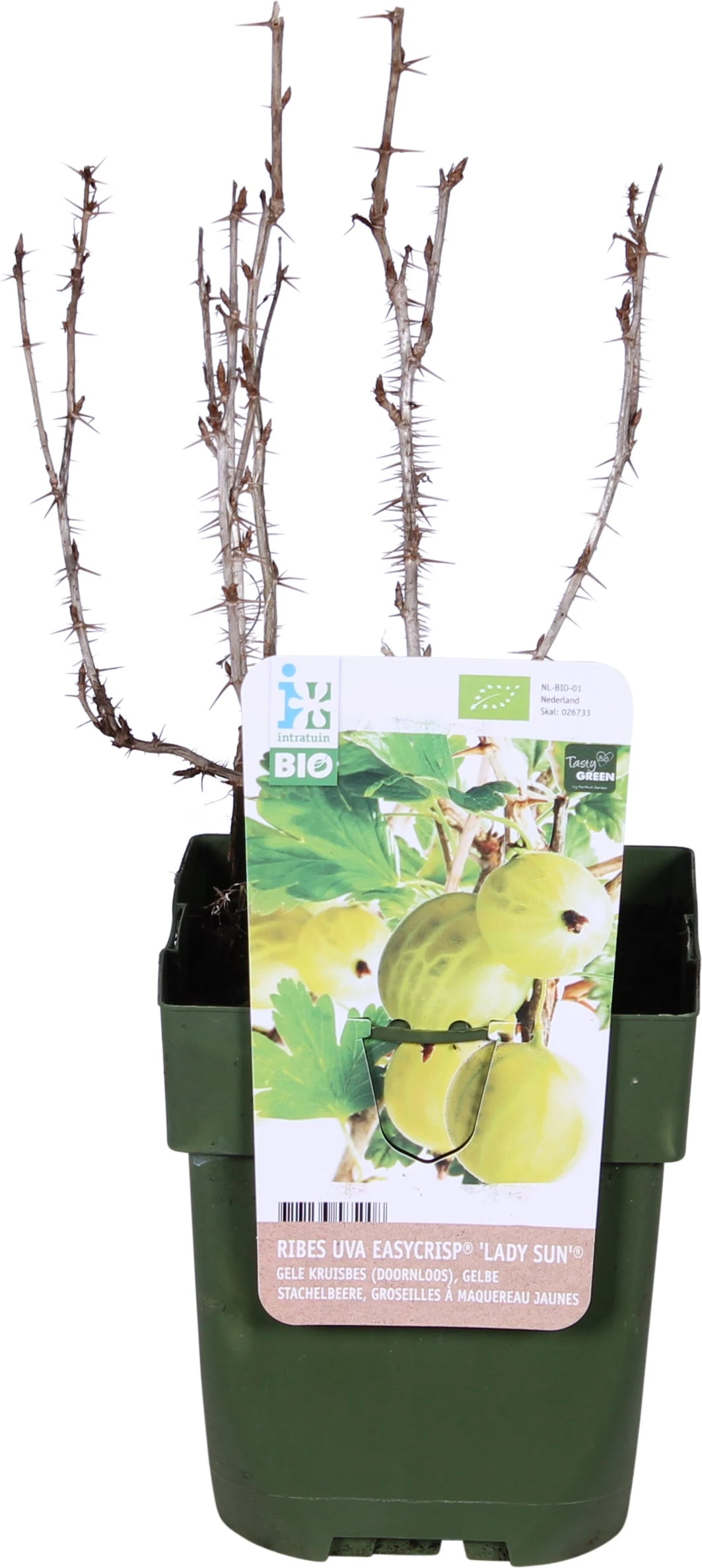 Biologische Gele Kruisbes (Ribes Uva 'Easycrisp® Lady Sun®') D 13 H 40 Cm 1 Biologische Gele Kruisbes (Ribes Uva 'Easycrisp® Lady Sun®') D 13 H 40 Cm