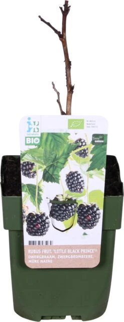 Biologische Dwergbraam (Rubus Fruticosus Lowberry 'Little Black Prince®') D 13 H 40 Cm