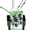 Biologische Doornloze Boysenbes (Rubus Hybridus 'Thornless Boysenberry') D 13 H 40 Cm