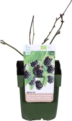 Biologische Doornloze Boysenbes (Rubus Hybridus 'Thornless Boysenberry') D 13 H 40 Cm