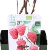 Biologische Herfstframboos (Rubus Idaeus 'Autumn First®') D 13 H 40 Cm