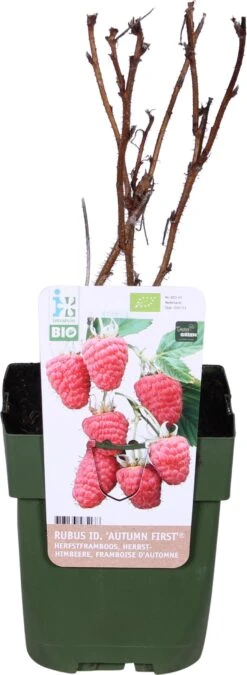 Biologische Herfstframboos (Rubus Idaeus 'Autumn First®') D 13 H 40 Cm