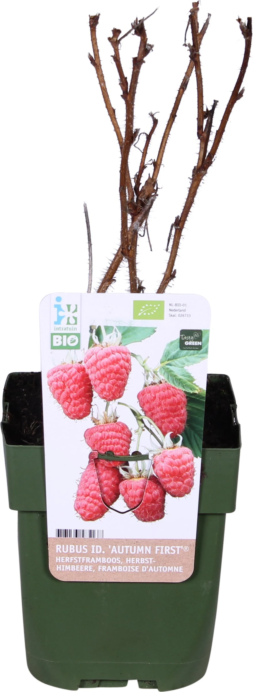 Biologische Herfstframboos (Rubus Idaeus 'Autumn First®') D 13 H 40 Cm 1 Biologische Herfstframboos (Rubus Idaeus 'Autumn First®') D 13 H 40 Cm