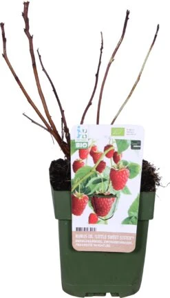 Biologische Dwergframboos (Rubus Idaeus Lowberry 'Little Sweet Sister®') D 13 H 40 Cm