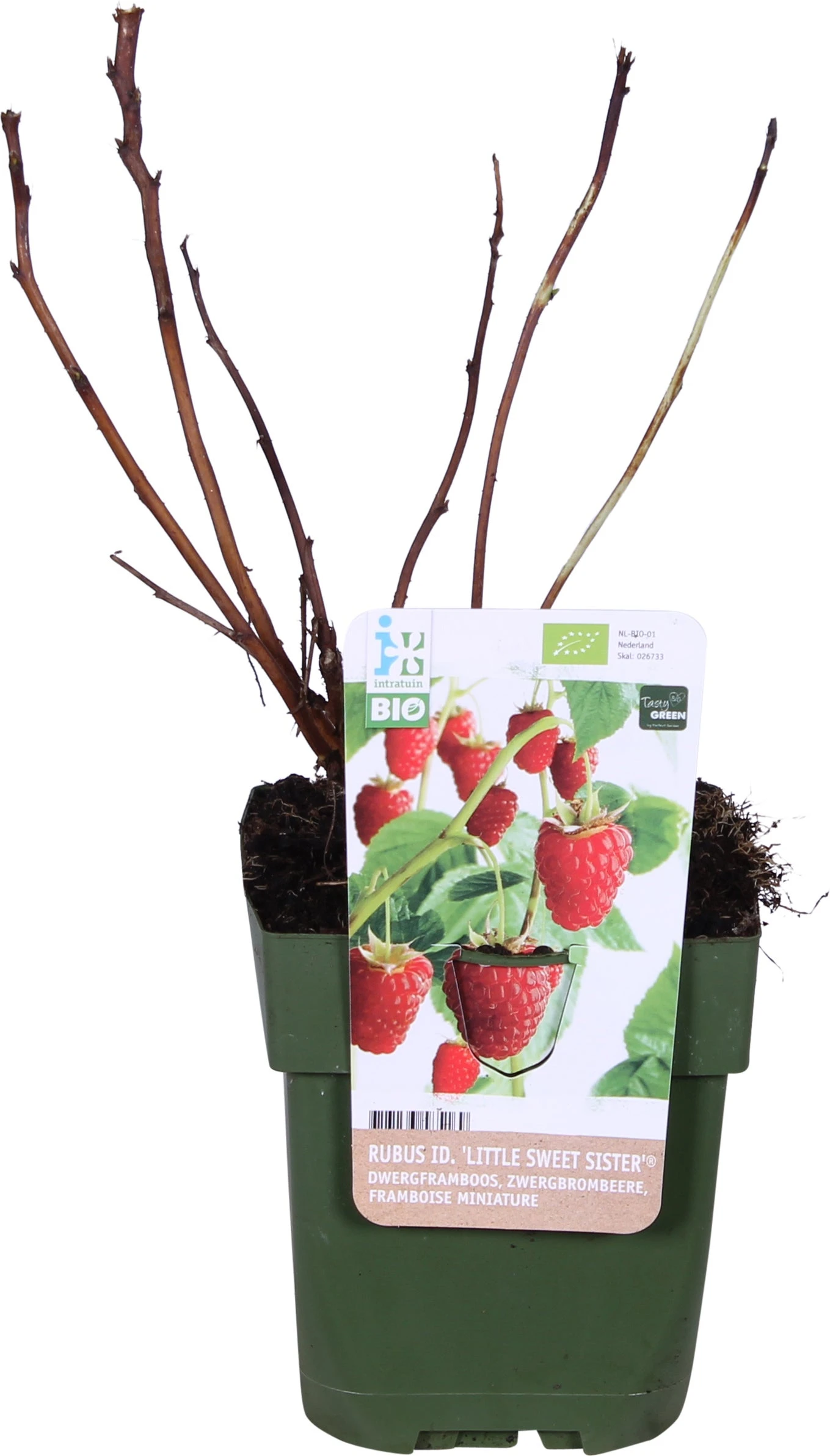 Biologische Dwergframboos (Rubus Idaeus Lowberry 'Little Sweet Sister®') D 13 H 40 Cm 1 Biologische Dwergframboos (Rubus Idaeus Lowberry 'Little Sweet Sister®') D 13 H 40 Cm