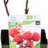 Biologische Herfst- En Zomerframboos (Rubus Idaeus Twotimer 'Sugana-s-* Red') D 13 H 40 Cm